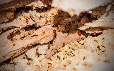 5 Signs of a Termite Infestation