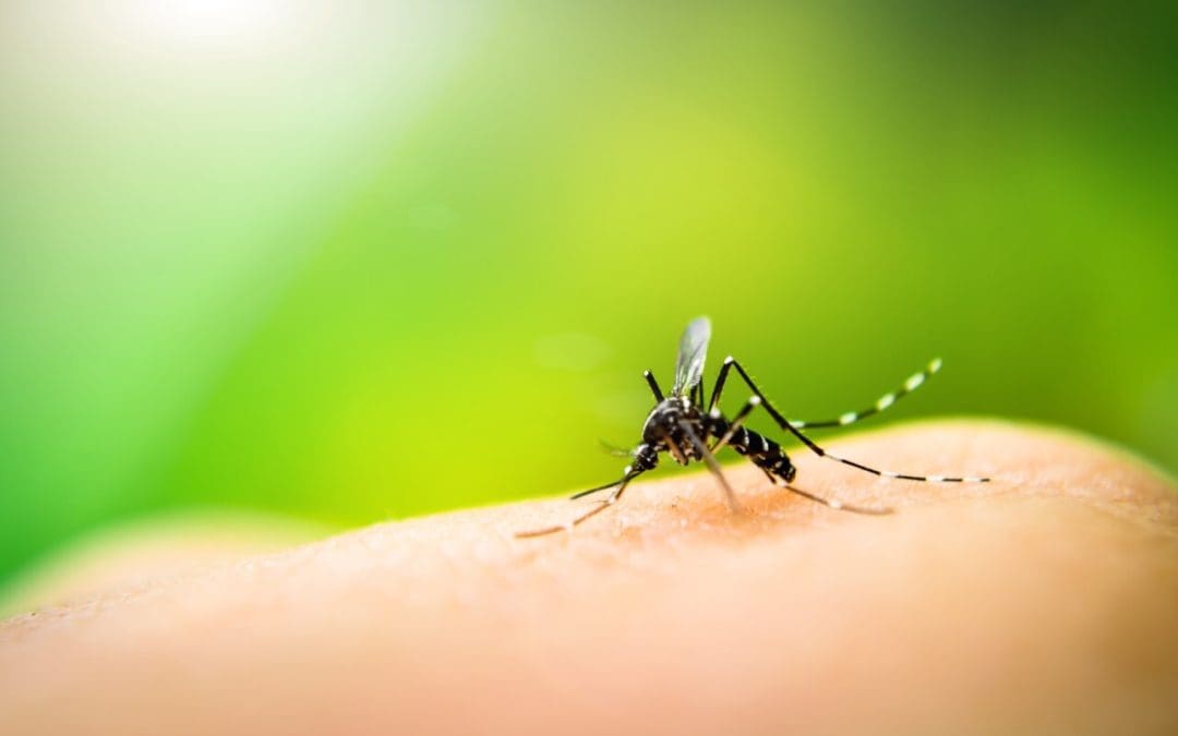 keep mosquitoes off of your property