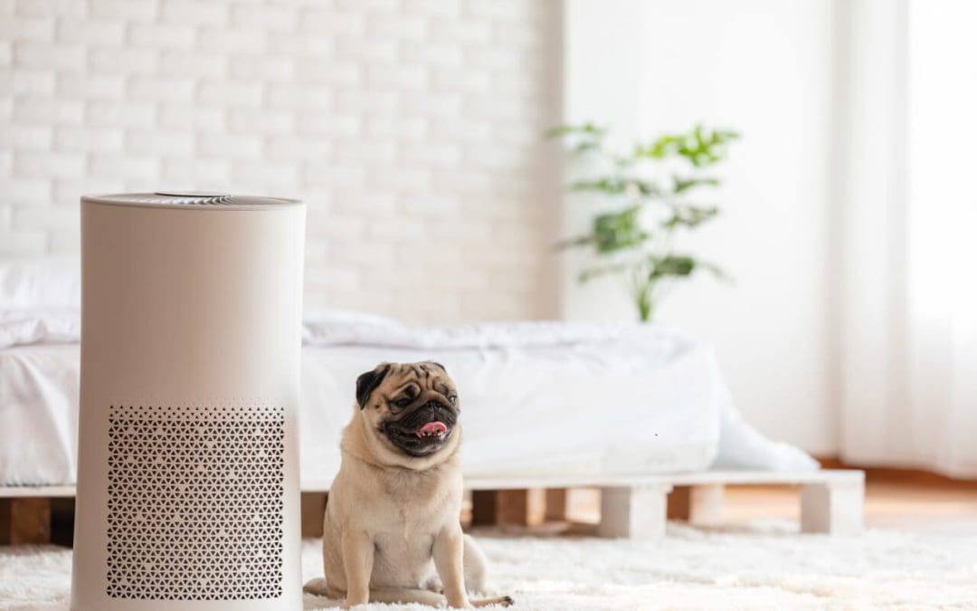 promote wellness at home with an air purifier