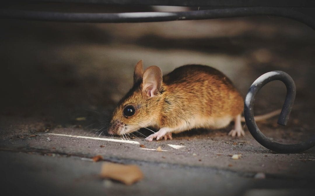 8 Tips to Prevent Rodents in Your Home