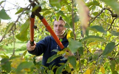 5 Tips for Trimming Trees at Home